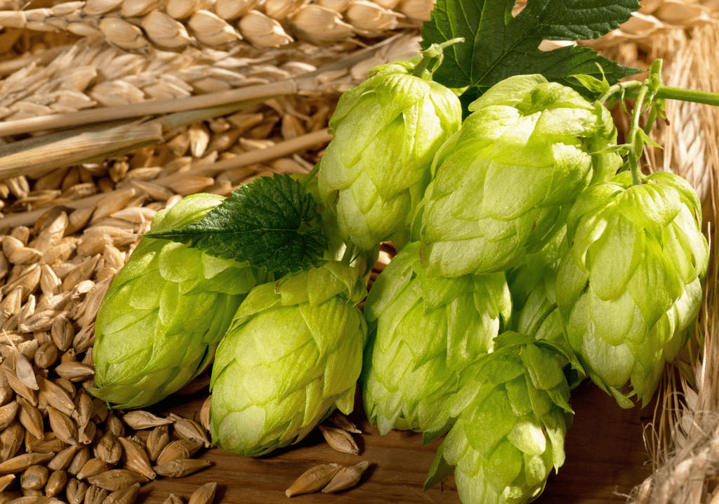 為什么做精釀啤酒如此重視啤酒花？